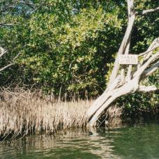 Mangrovenwälder in der Karibik