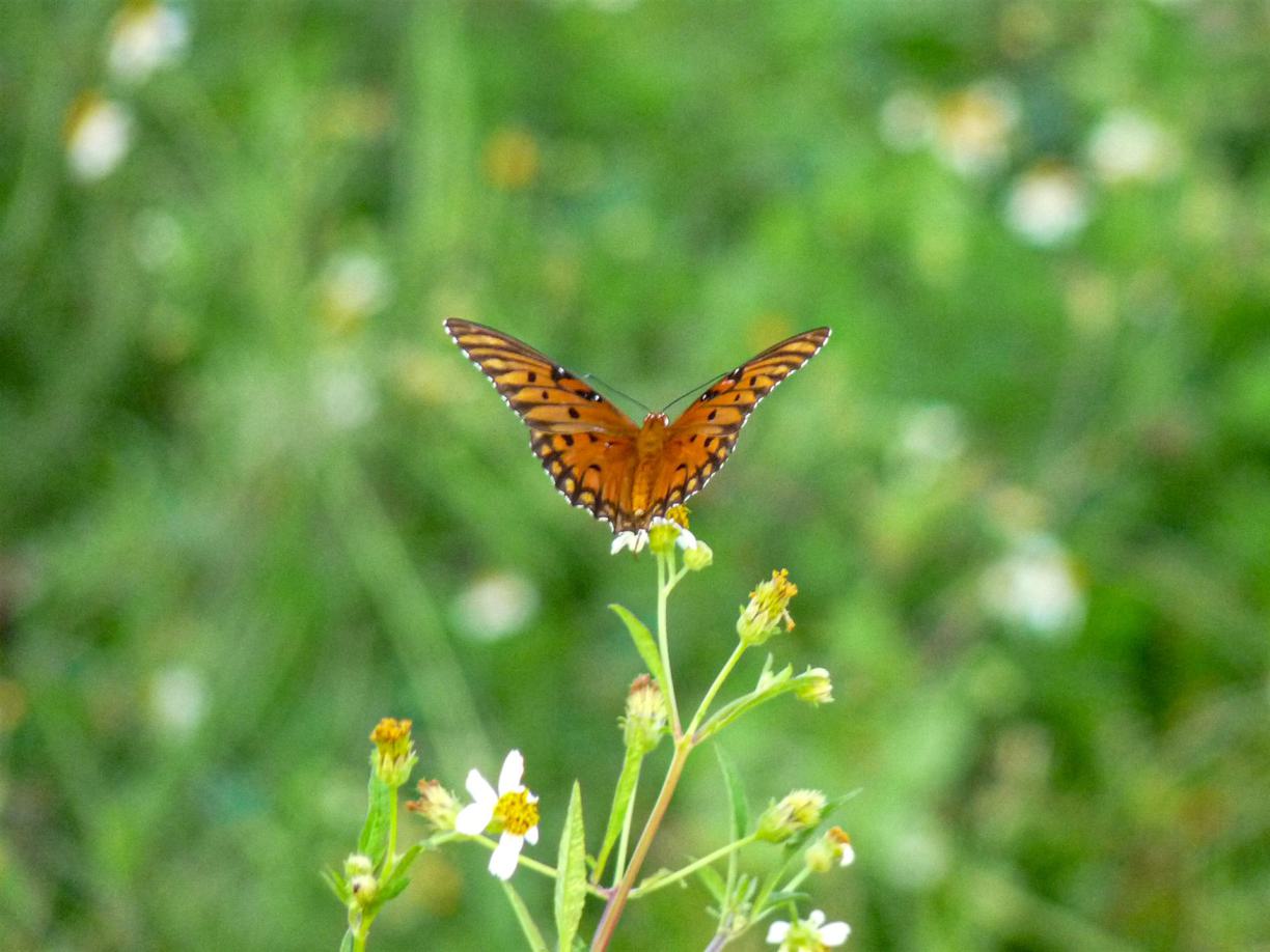 Bilder wie diese zeigen wie wertvoll Tipps für Anguilla sind 