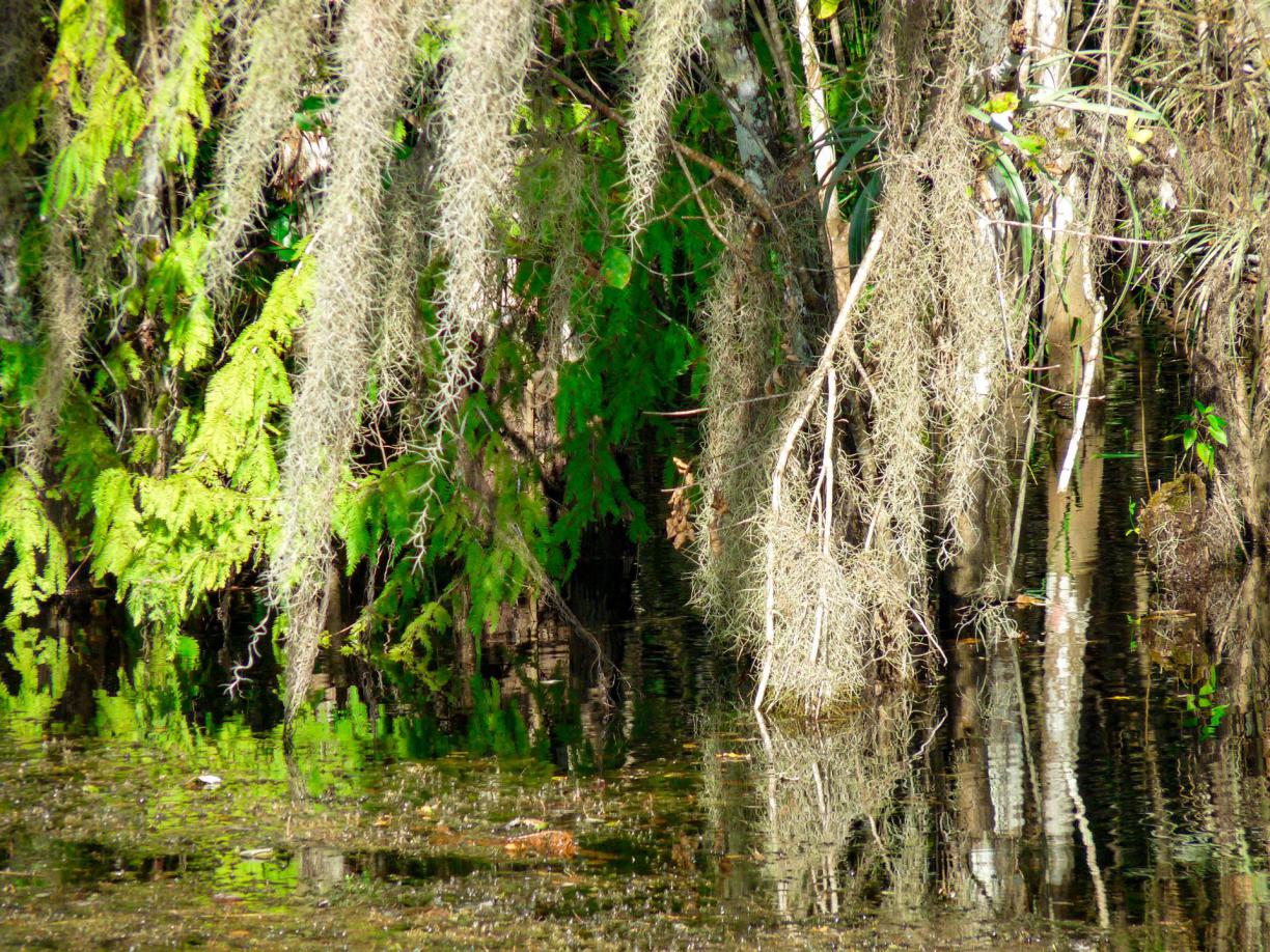 Eine Honduras Reise eröffnet Ihnen die Möglichkeit, unberührte Strände und dichte Regenwälder zu entdecken. reise Honduras,nach Honduras reisen