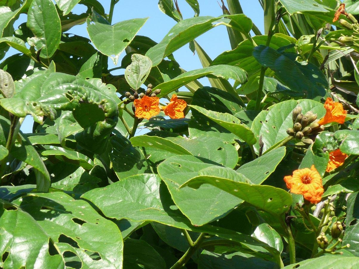 Blütenträume in der Karibik