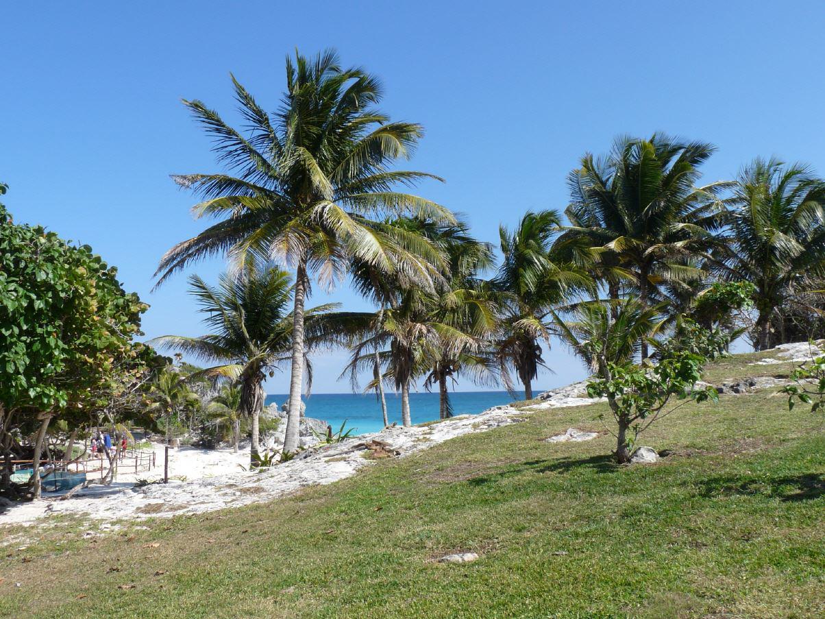 Palmen in der Karibik
