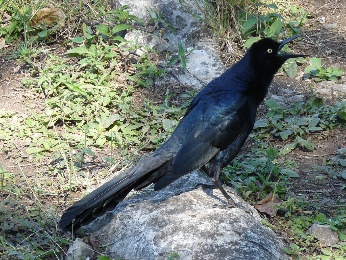 Und noch ein Einwohner der Karibik