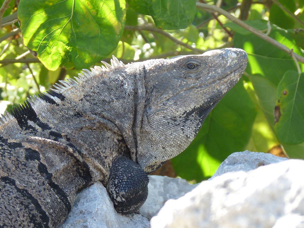 Noch ein Herrscher der Karibik