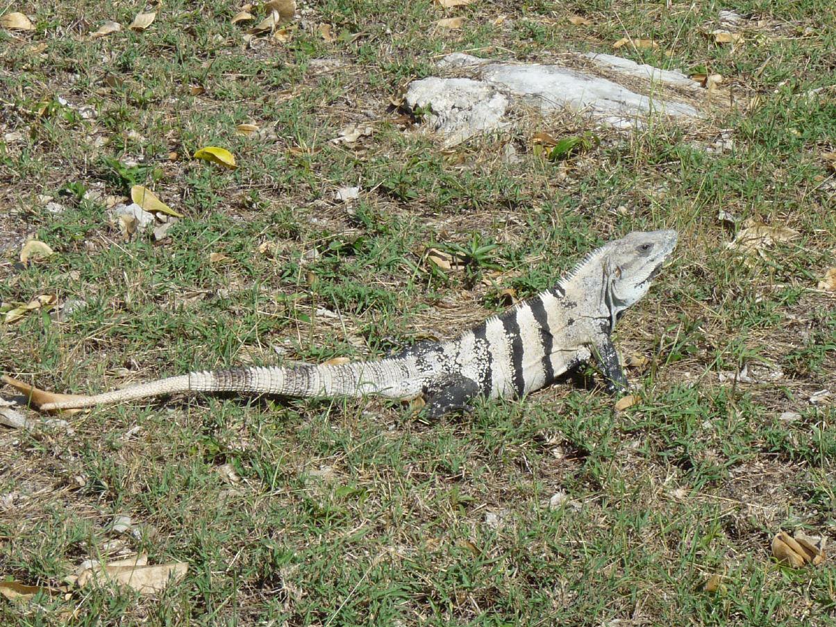 Die heimlichen Herrscher der Karibik