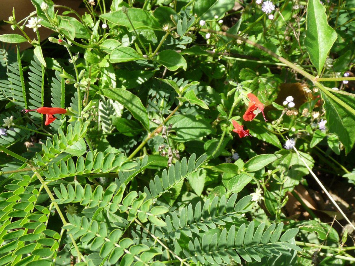 Blüten in der Karibik