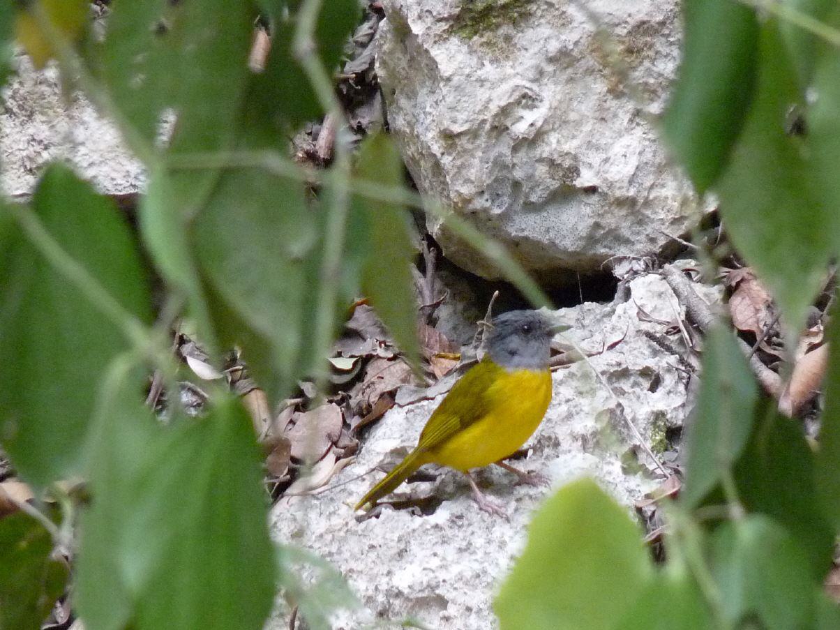 Vögel in der Karibik