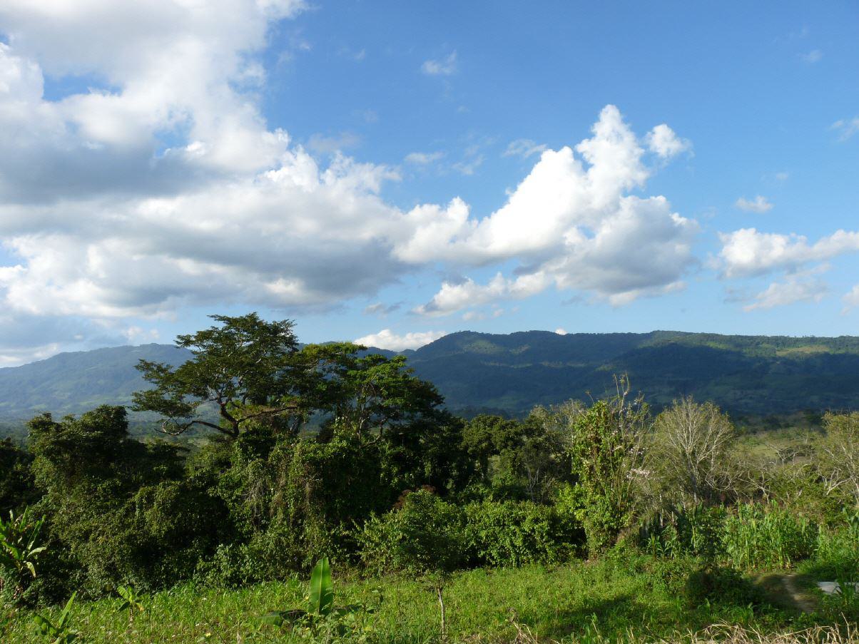 Üppige Vegetation in der Karibik