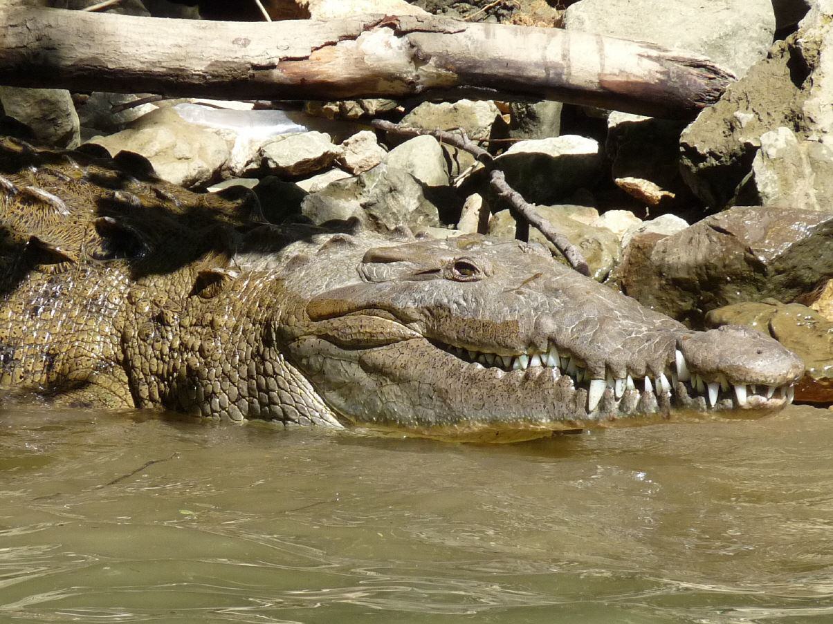 Bewohner der Karibik