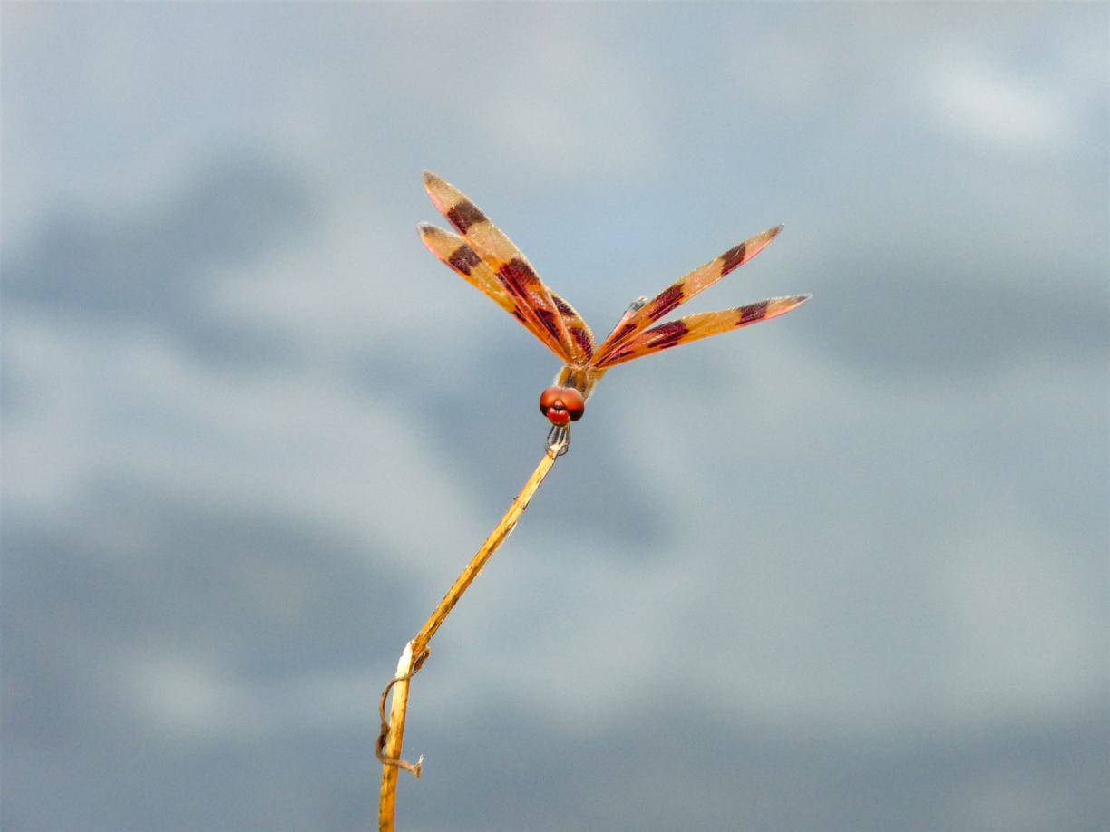 reise saba, nach saba reisen