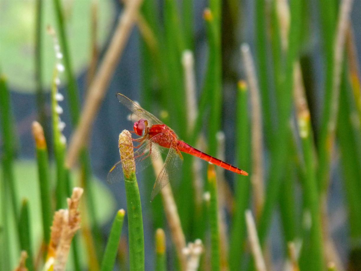 reise St. Barthélemy, nach St. Barthélemy reisen