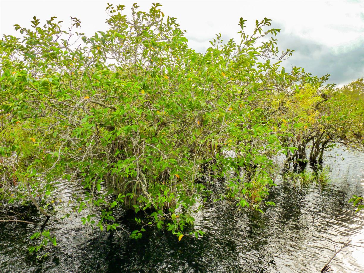 tipps St. Barthélemy, informationen St. Barthélemy, empfehlungen St. Barthélemy, erfahrungen St. Barthélemy