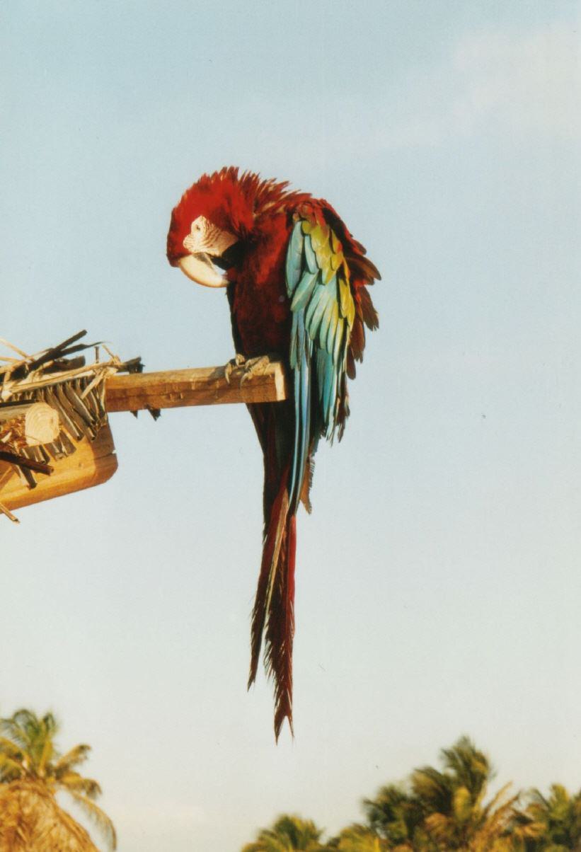 Bewohner der Karibik