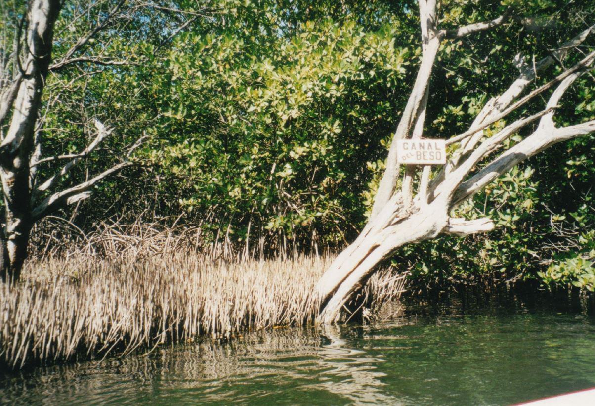 Mangrovenwälder in der Karibik