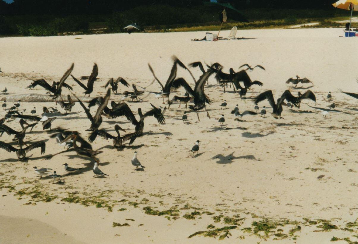 Bewohner der Karibik