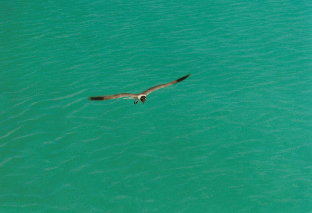 Jamaika eine Karibik Phantasie